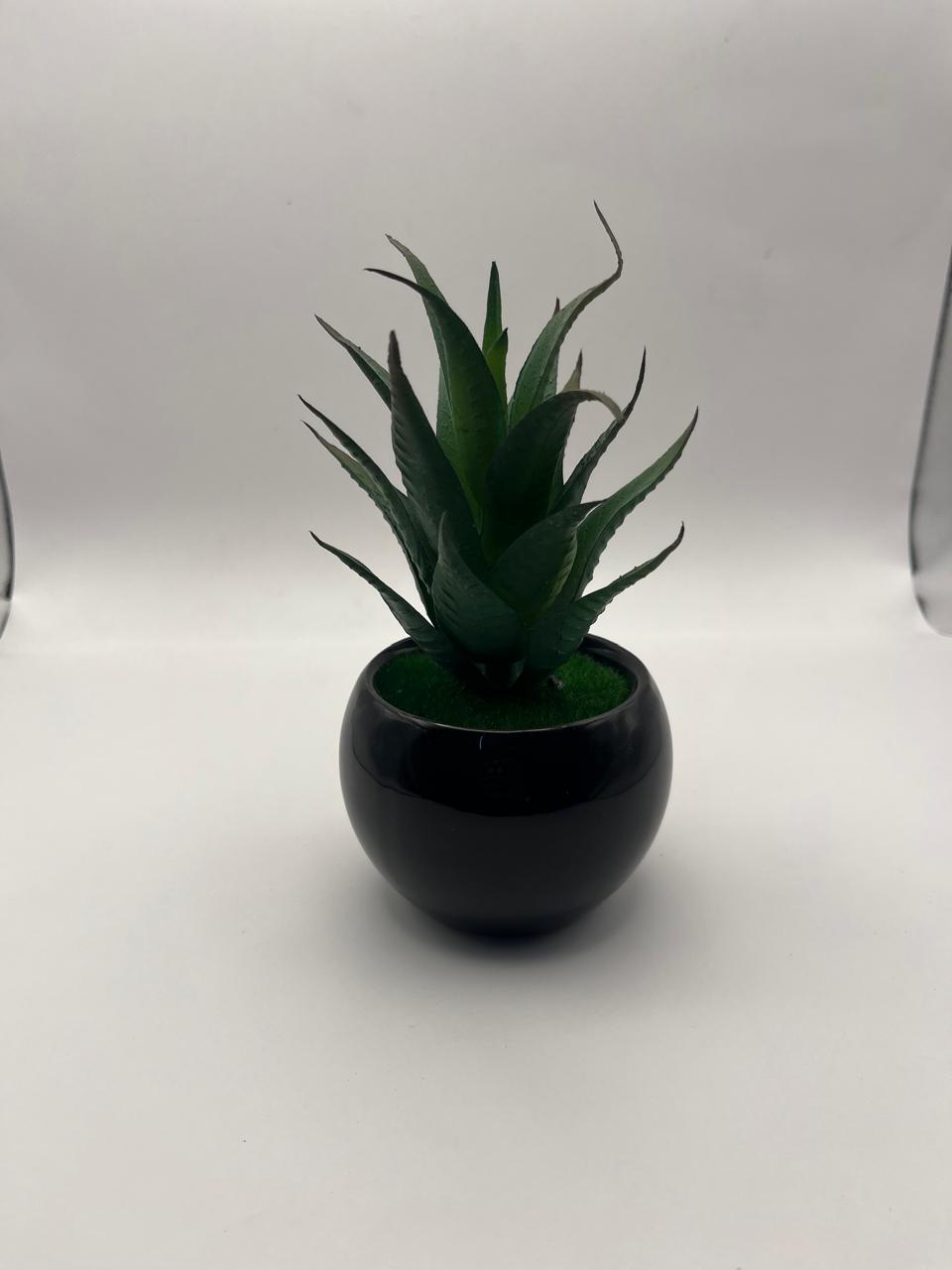 AloeVera home decor plants